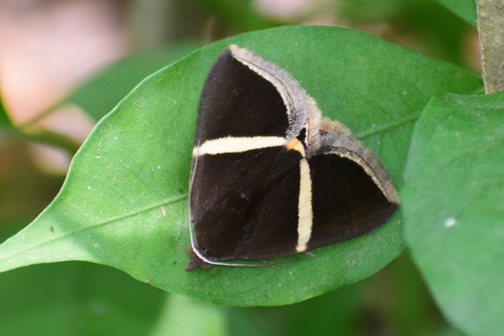 Fodina pallula