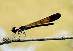 Heliocypha biforata