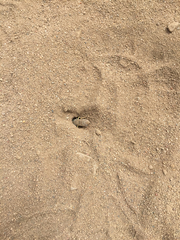 Bembix americana comata