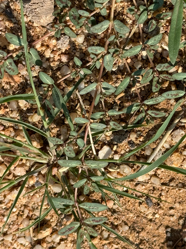 Image of Euphorbia abramsiana by (c) CK2AZ, some rights reserved (CC BY)