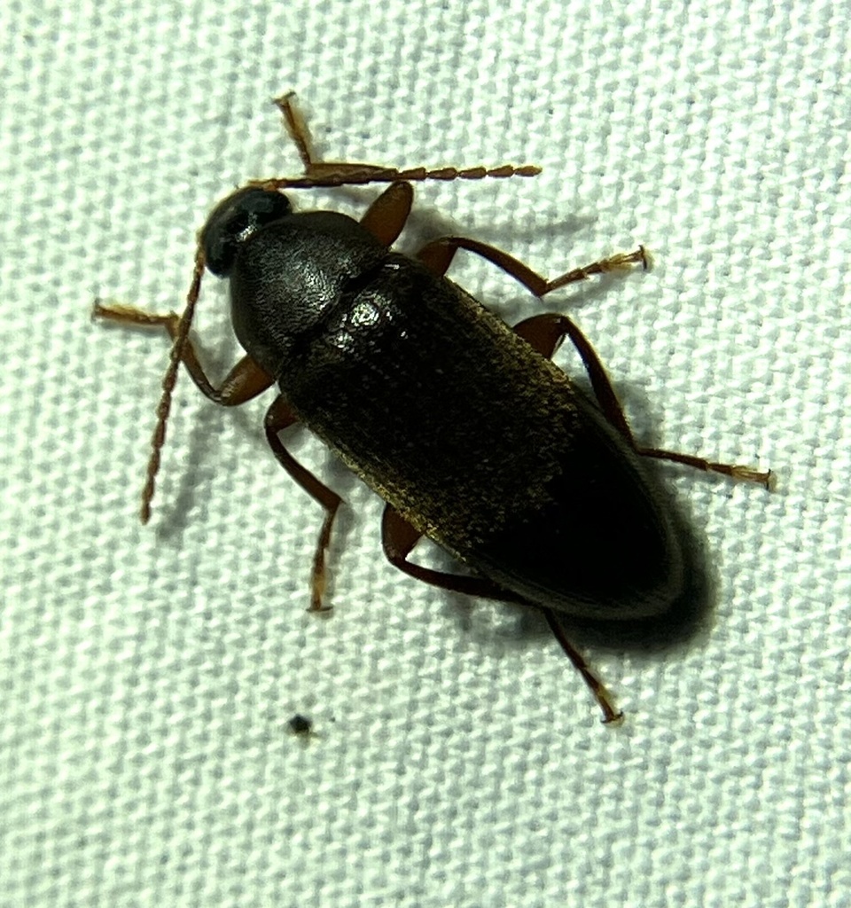 Hymenorus occidentalis