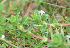 Spermacoce articularis