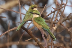 Somali Bee-Eater photo 5