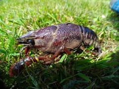 Procambarus clarkii