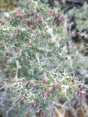 Symphoricarpos longiflorus