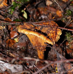 Austropaxillus muelleri
