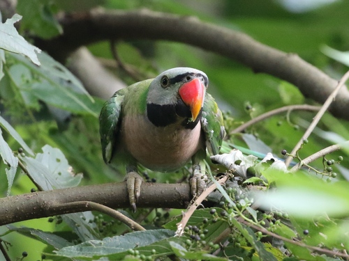 Red-breasted Parakeet