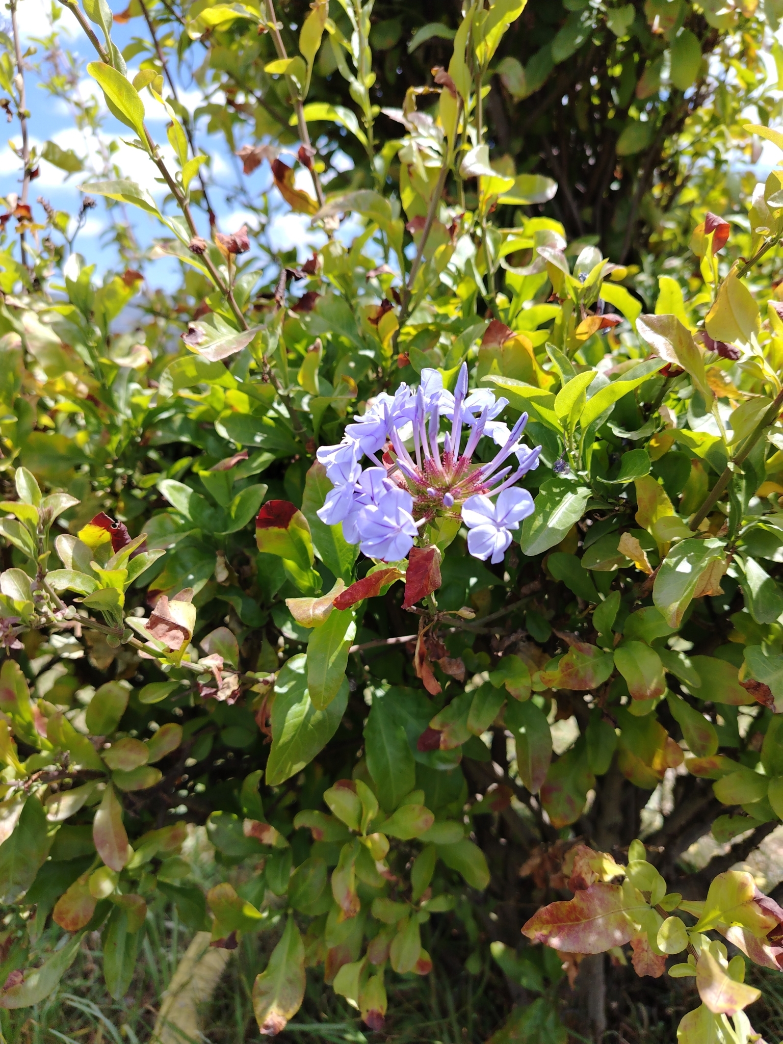 Plumbago image
