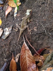 Acanthosaura lepidogaster