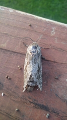 Prionoxystus robiniae