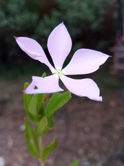 Catharanthus coriaceus image