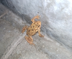 Ingerophrynus biporcatus
