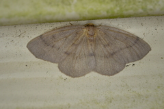 Lambdina pellucidaria