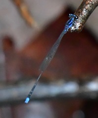 Prodasineura laidlawii