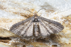Euteliidae