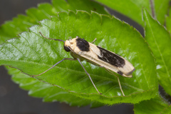 Thysanoptyx