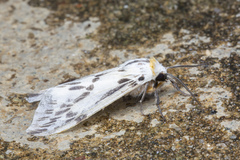 Lemyra stigmata