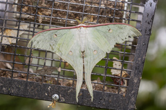 Actias selene
