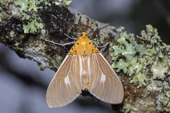 Asota producta