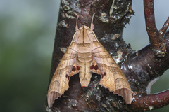 Marumba spectabilis