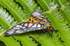 Aglaomorpha plagiata