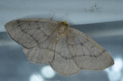 Lambdina pellucidaria