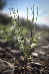 Gethyllis verticillata