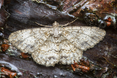 Myrioblephara
