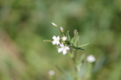 Epilobium alpestre