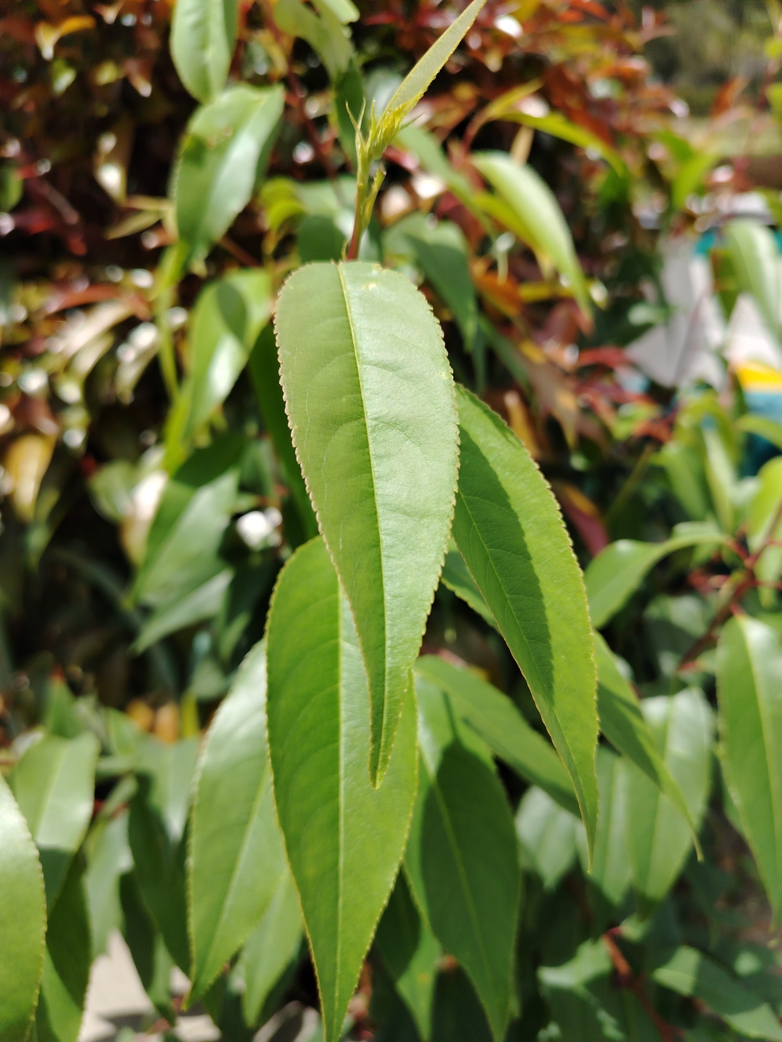 Prunus serotina image