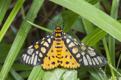 Aglaomorpha plagiata