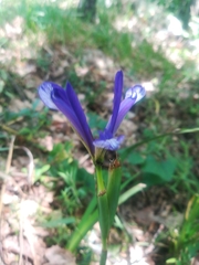Iris sintenisii