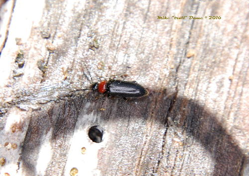 iNaturalist observation photo of Pedilus