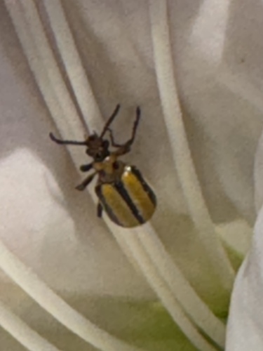 Three-lined Lema Beetle photo 4