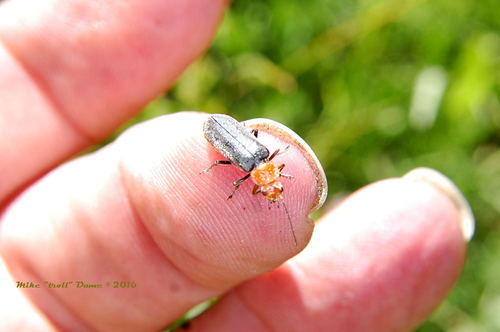 iNaturalist observation photo of Soldier Beetles