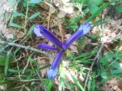 Iris sintenisii