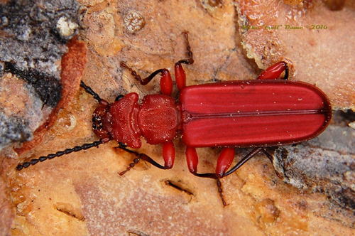 iNaturalist observation photo of Red Flat Bark Beetle
