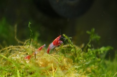 Neocaridina davidi
