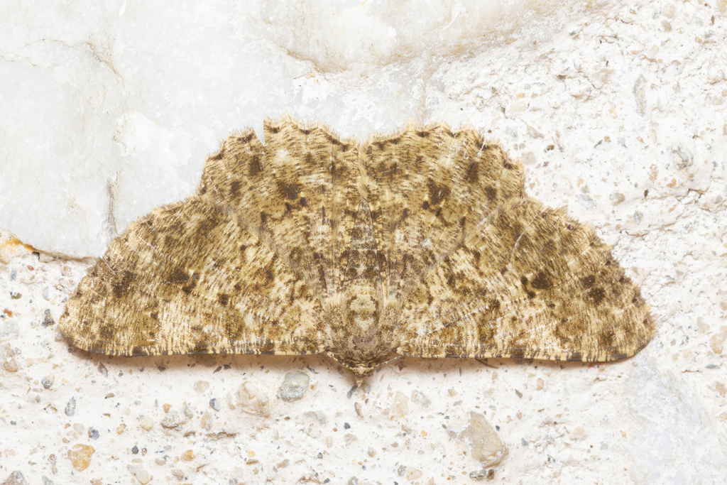 Racotis inconclusa