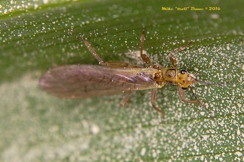 iNaturalist observation photo of Perloidea