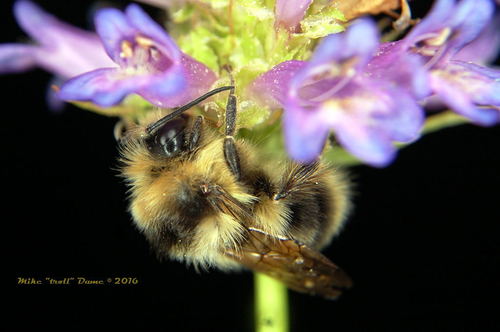 iNaturalist observation photo of Black-tailed Bumble Bee