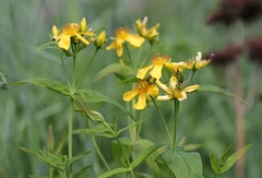 Hypericum ascyron gebleri