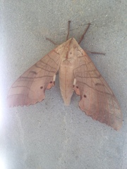 Marumba