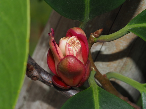 Kadsura coccinea