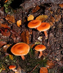 Lactarius eucalypti