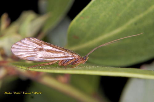 iNaturalist observation photo of Clostoeca disjuncta
