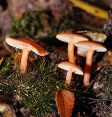 Lactarius eucalypti