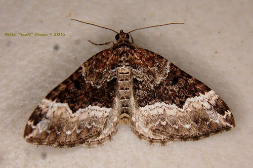 iNaturalist observation photo of Carpet Moths