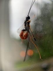 Dolichomitus irritator