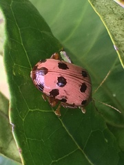 Podontia quatuordecimpunctata